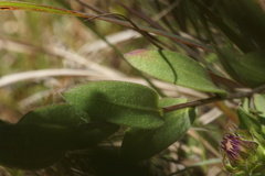 Symphyotrichum pratense