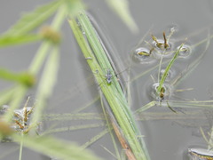 Neogerris hesione