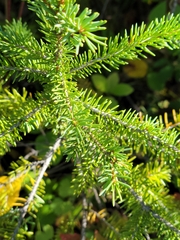 Picea