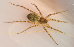 Pardosa mercurialis