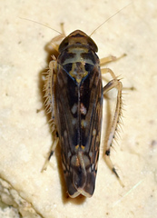 Scaphoideus pullus