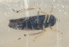 Scaphoideus pullus