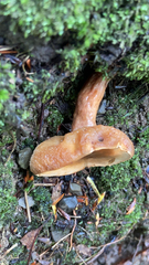 Lactarius rubidus