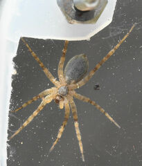Pardosa mercurialis