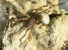 Pardosa mercurialis