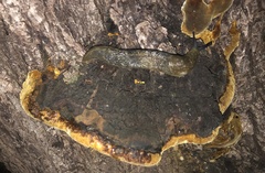 Limacus flavus