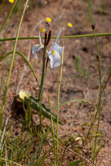 Moraea ogamana