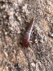 Sepedophilus