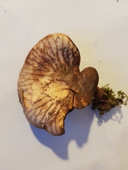 Tapinella panuoides