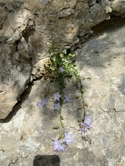 Campanula fragilis