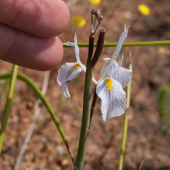 Moraea ogamana