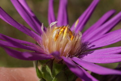 Symphyotrichum pratense
