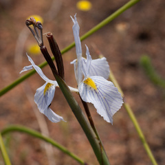 Moraea ogamana