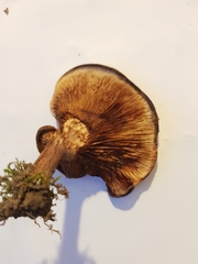 Tapinella panuoides