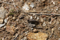 Acrotylus fischeri