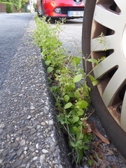 Galinsoga quadriradiata