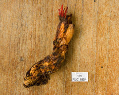 Cordyceps nidus