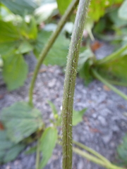 Galinsoga quadriradiata