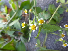 Galinsoga quadriradiata