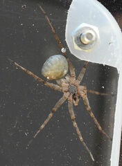Pardosa mercurialis