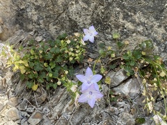 Campanula fragilis
