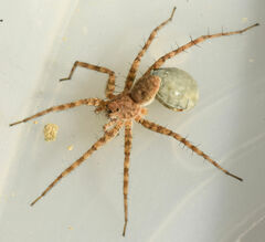 Pardosa mercurialis