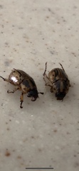 Cyclocephala