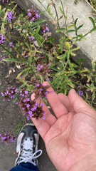 Verbena bonariensis