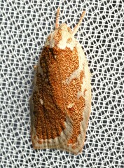 Euchaetis rhizobola