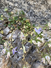 Campanula fragilis