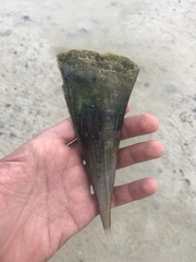 Pinnidae