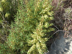 Asparagus horridus