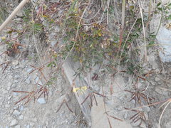 Lotus corniculatus corniculatus