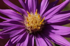Symphyotrichum pratense