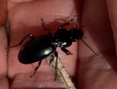 Pterostichus madidus