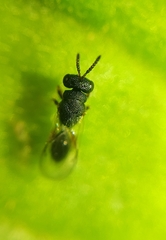 Eurytominae