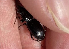 Pterostichus madidus