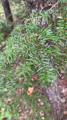 Tsuga caroliniana