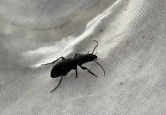 Pterostichus madidus