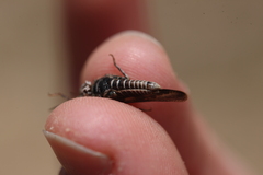 Acrotylus insubricus