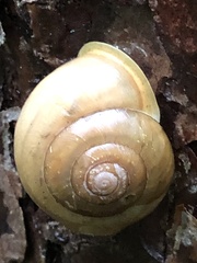 Neohelix albolabris