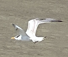 Thalasseus maximus