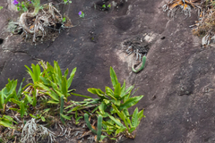 Philodendron crassinervium