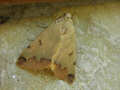 Ophiusa tirhaca