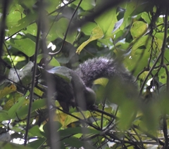 Sciurus yucatanensis