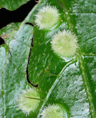 Dasineura inaequilaterae