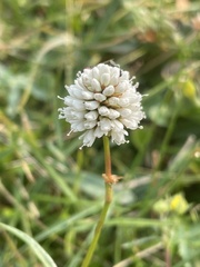 Bistorta bistortoides