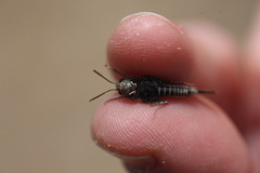 Acrotylus insubricus