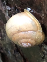 Neohelix albolabris