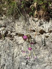 Dianthus longicaulis